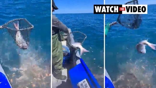 FISH: Port Pirie fisherman netting and releasing snapper