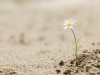 how to cultivate resilience