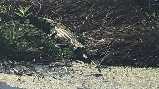 SETTLING IN: Bowen Golf Club found an unexpected new visitor this week, with a small freshwater crocodile finding its way to the green.