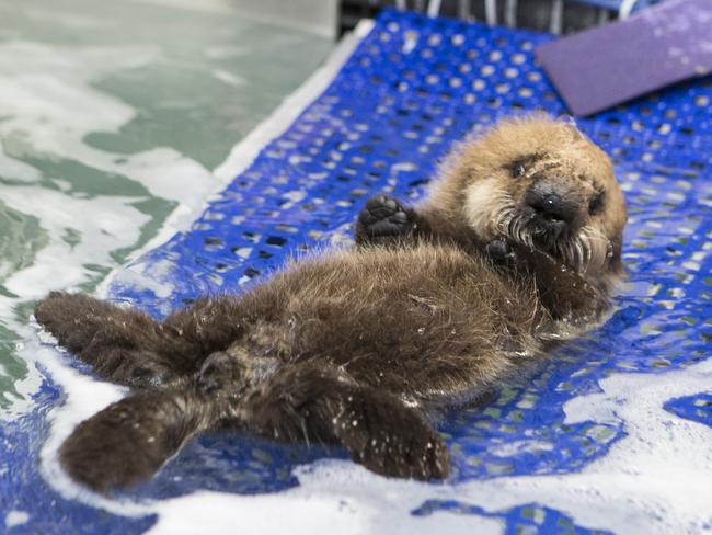 The water helps the baby otter to cool down. Picture: Brenna Hernandez/Shedd Aquarium