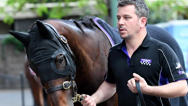 Cox Plate favourite Winx is taken for a walk by strapper Umut Odemislioglu after jockey Hugh Bowman took her for a gallop during the 'Breakfast with the Best' trackwork session at Moonee Valley Racecourse in Melbourne, Tuesday, October 24, 2017. (AAP Image/Joe Castro) NO ARCHIVING