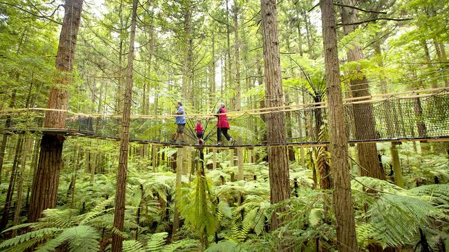 The he Redwoods Treewalk near Rotorua.