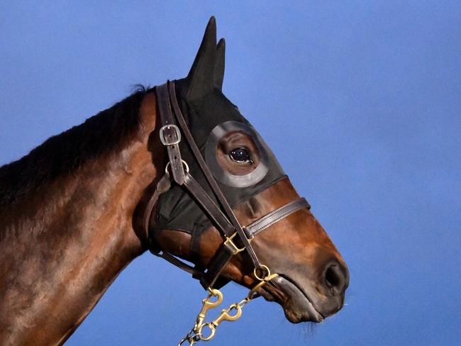 Sydney racehorse Winx during a light walk at Flemington racecourse in Melbourne. Picture: AAP Image/Joe Castro