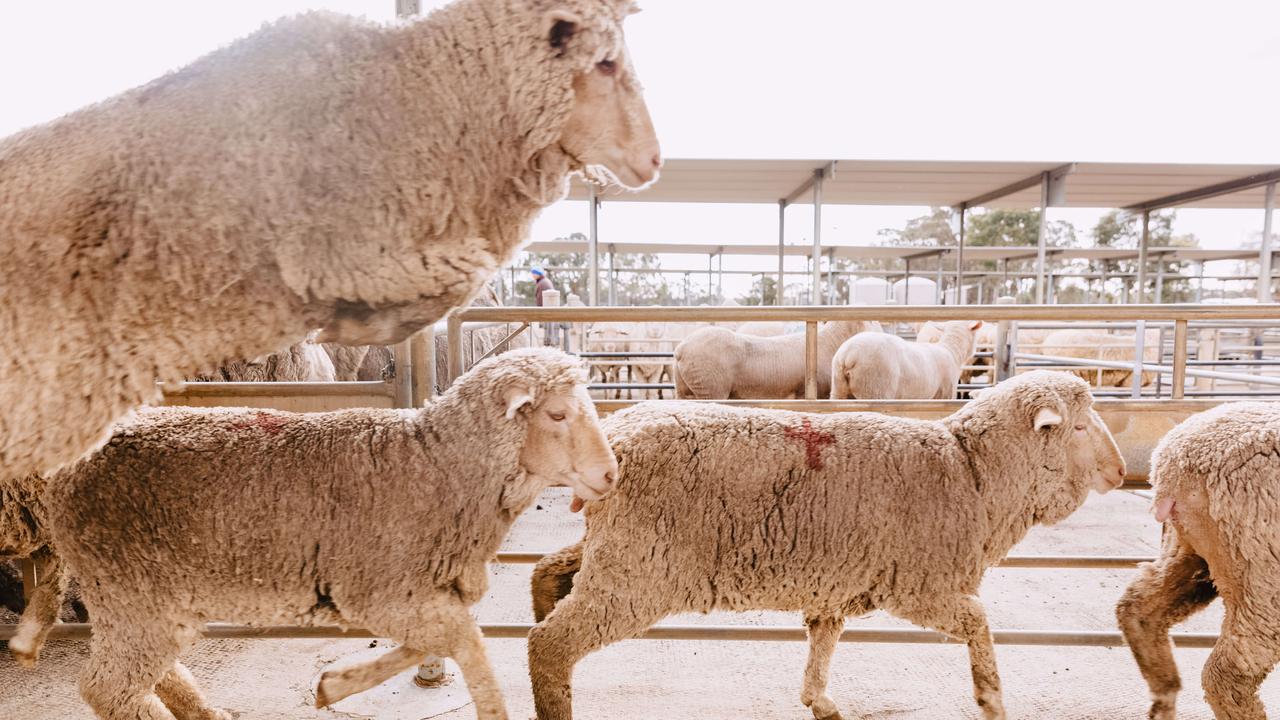 Stage set for record first-cross ewe prices