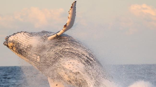 Whales launch off Coolangatta. Picture: Richard Gosling