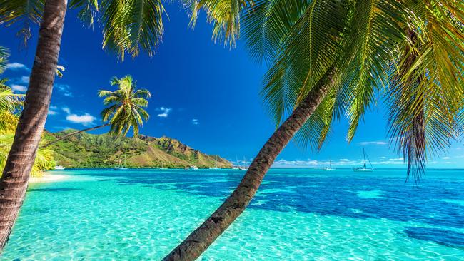 Palm trees on a tropical beach with a blue sea on Moorea, Tahiti islandPhoto - istockEscape 19 Jan 2025