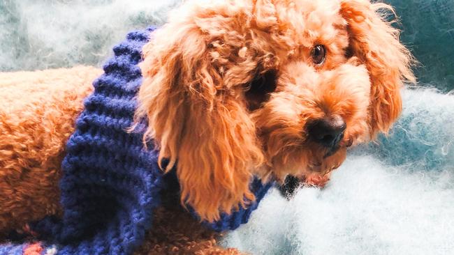 SNUGGLE UP: The Bureau of Meteorology said a cold air mass from Antarctica is the reason why residents on the Northern Rivers are snuggling up with small fluffy dogs, woolly scarfs and huddling by the heater. Photo; Alison Paterson