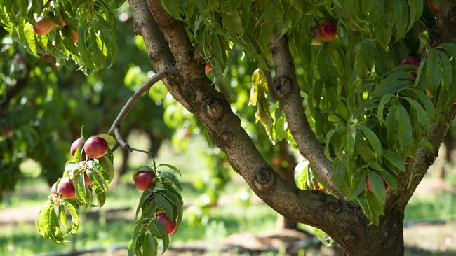 HORTICULTURE: Conti Fruit Orchards CobramAdrian Conti in his nectarine orchard at CobramPICTURED: Generic nectarine tree orchard.PICTURE: ZOE PHILLIPS