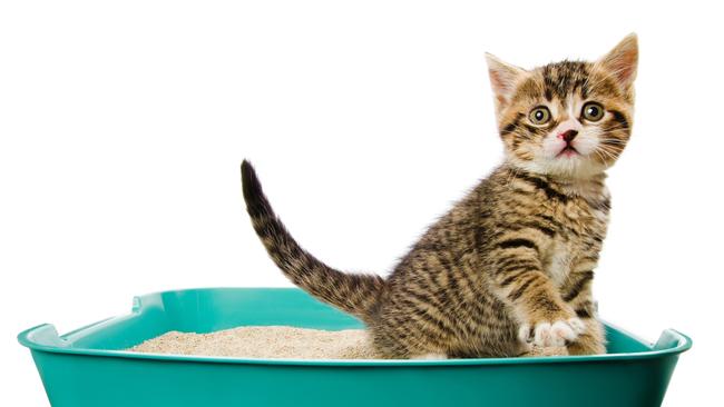 24 per cent of Victorian pet-owning households have cats.