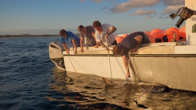 And after they stabilised the shark, Hemsworth was tasked with taking a DNA swab of its butt. Picture: Hemsworth, Dr Butcher and his team pulling in a shark to the boat. Picture: National Geographic