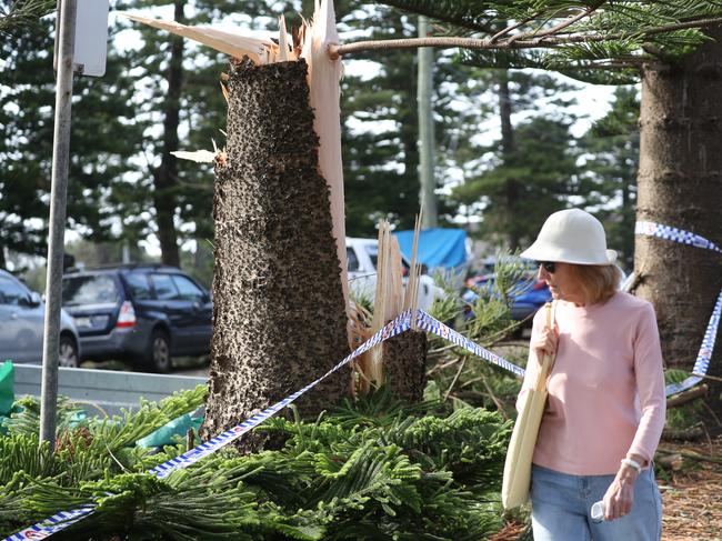 Susan Cobham died after she was struck by a fallen tree in a carpark in Ocean Street, Narrabeen during a freak storm on December 19. Picture: John Grainger