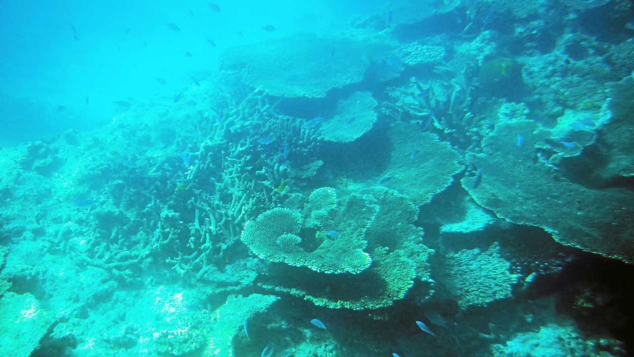 CORAL: The reef will be the talking point at a climate change briefing being held this week. Picture: Tegan Annett