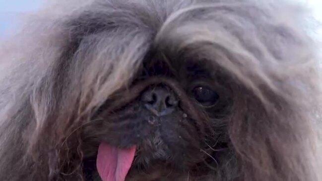 Meet Wild Thang, the ‘world’s ugliest dog’ | NT News