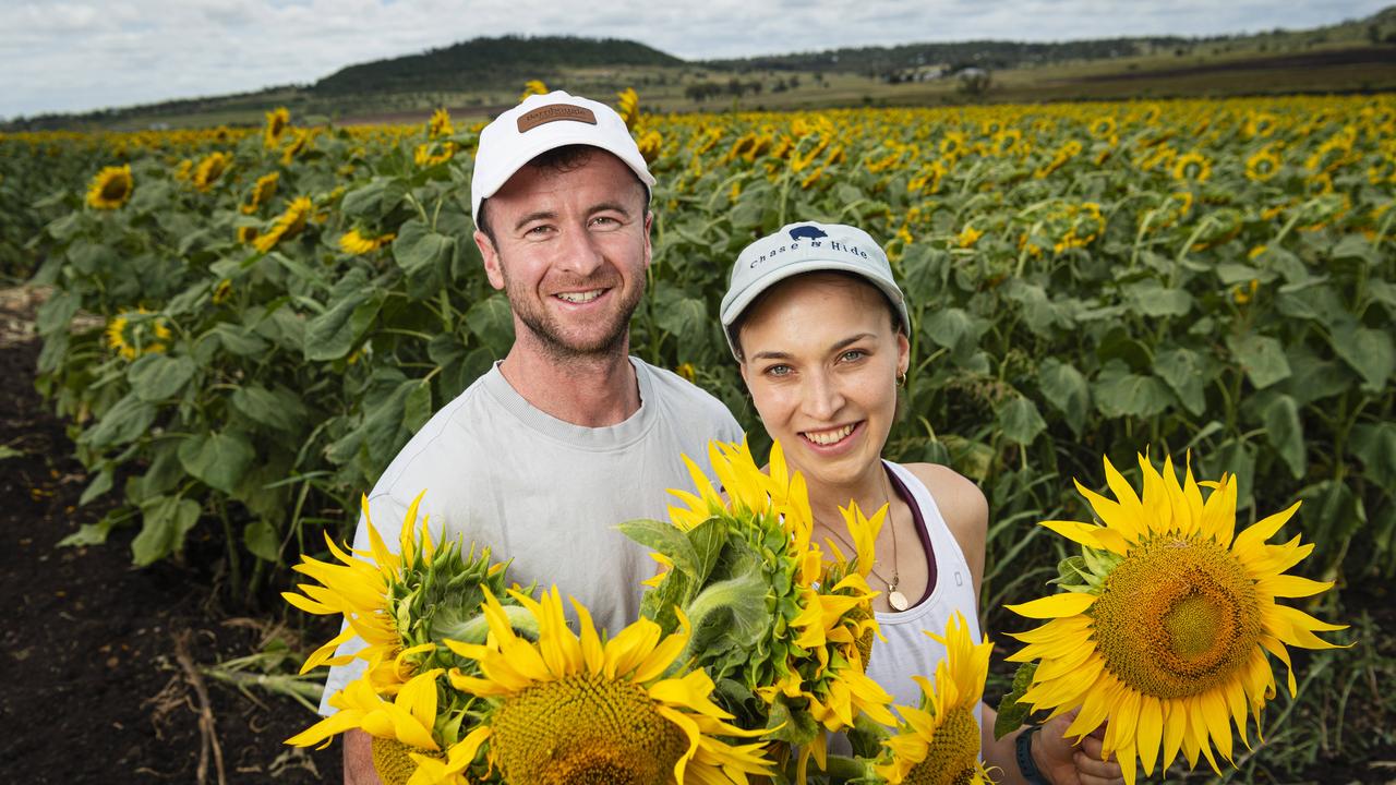 David McCarthy and Holly Gilbar at Lilyvale Flower Farm picking sunflowers, Sunday, February 2, 2025. Picture: Kevin Farmer