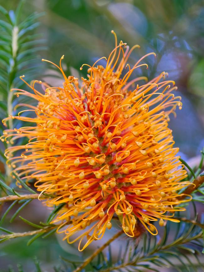 Heath Banksia.