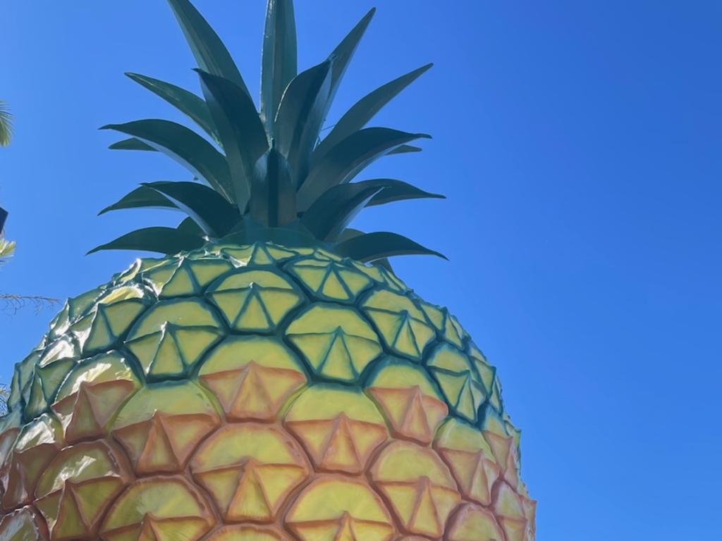 Visit Sunshine Coast CEO Matt Stoeckel welcomed the opening of the Big Pineapple by wearing a tribute shirt. Photo:  Michele Sternberg/Visit Sunshine Coast