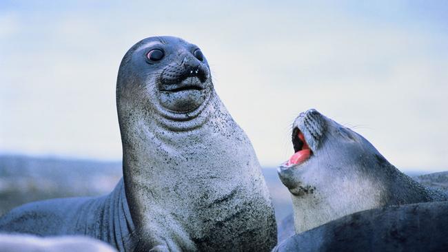 Yeah, well I heard you're not even the Great Seal anymore, Derek. Pic via Getty Images.