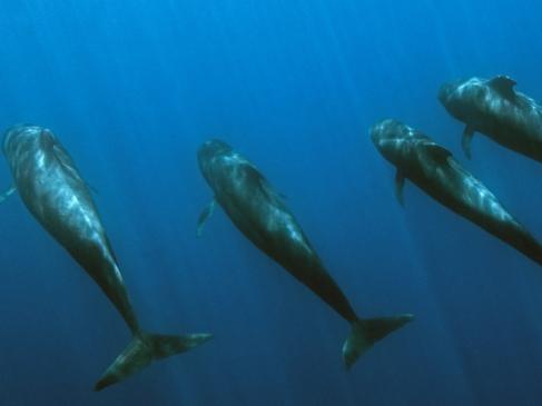 Pod of pilot whales stranded on Western Australian beaches