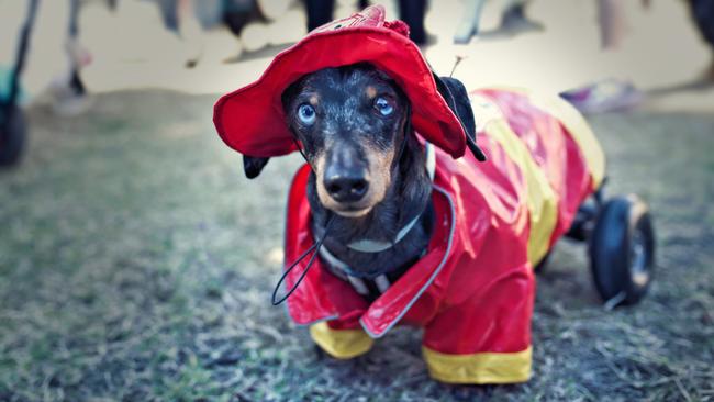 Krumm dressed as a firedog at the Wynnum wiener walk.