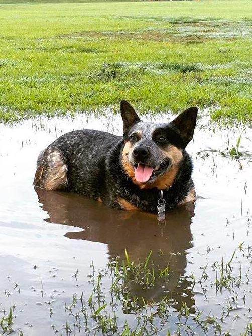 Wet dog: The Australian Cattle Duck in action.