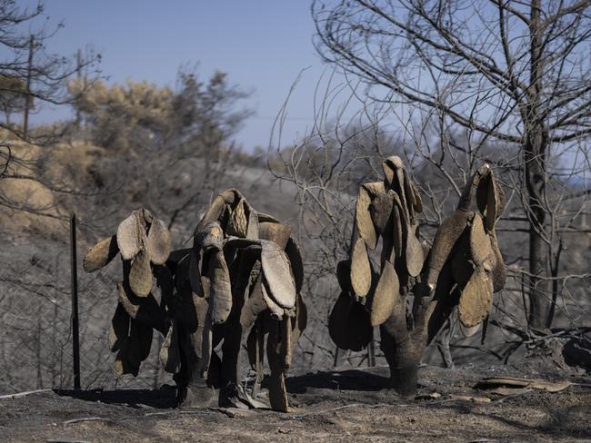 Cacti burnt by wildfire in Lardos, Rhodes, Greece. Picture: Getty Images