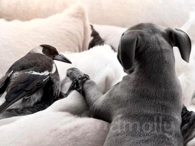 An image from the Peggy and Molly the Magpie page posted on November 25. Picture: Facebook / Peggy and Molly.