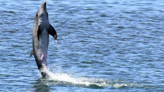 Tallula tail walking in the Port River. Picture: Marianna Boorman