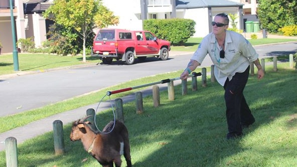 Council officers attempt to round up a goat in Upper Coomera, Gold Coast. Picture: Dean Shelton