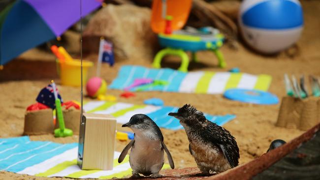 The little penguins at Manly Sea Life Sanctuary. Picture: Troy Snook