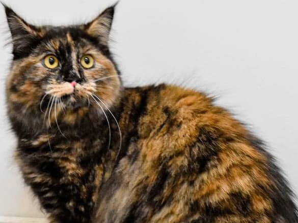 Edith, found abandoned as a kitten alongside a road, has been waiting 244 days for someone to take her home. And, there are many more like her, counting the days. See the list of Fraser Coast adoption centres‘ longest-staying pets.