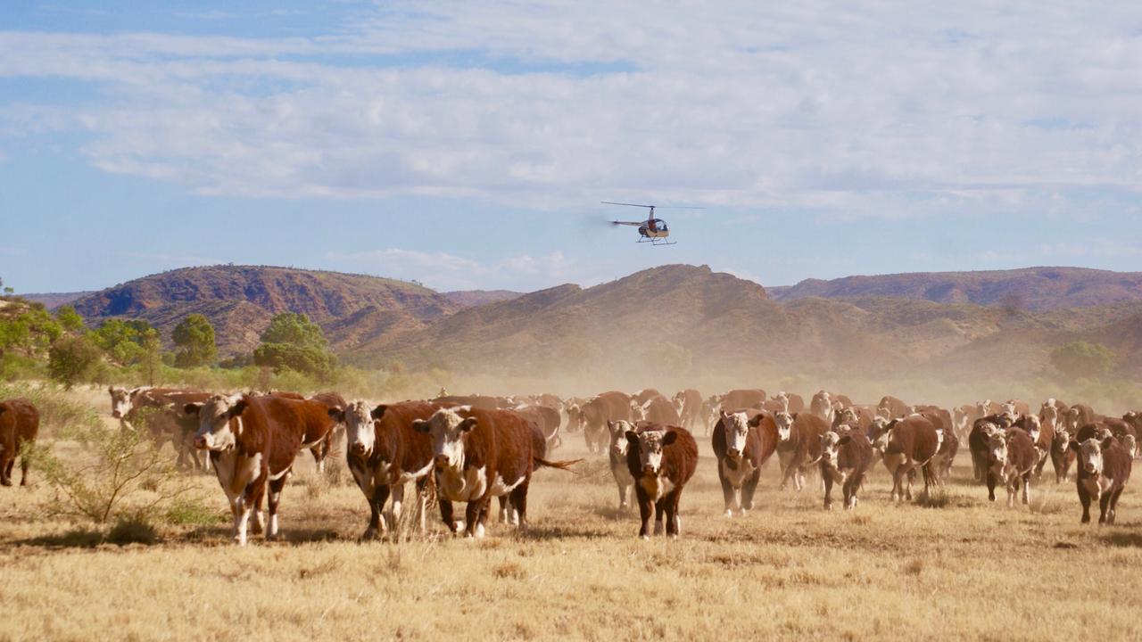 Minister Monaghan said the Territory government was 150 per cent behind live cattle exports. Picture: Nicole Hayes