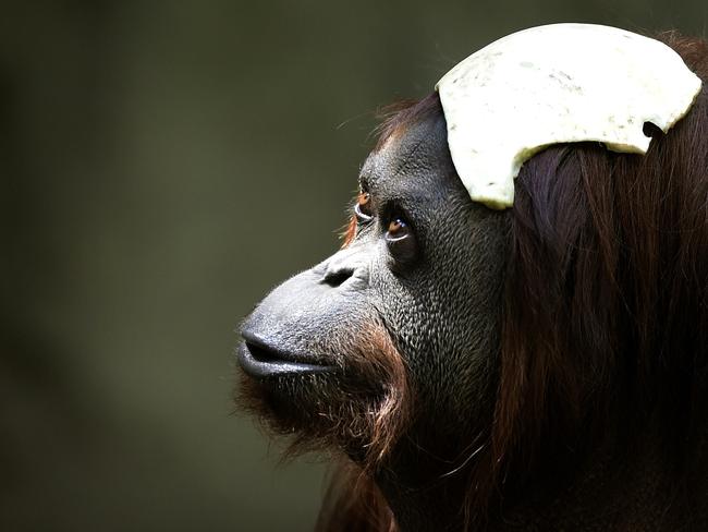 Fashion forward ... Sandra wears a slice of melon as a hat as she mugs for the cameras after a landmark legal ruling declaring she was entitled to basic human rights as a ‘non-human person’. Picture: