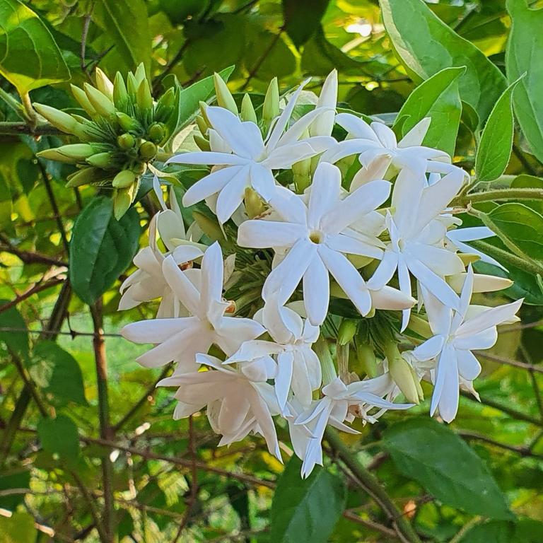 Kunda Flower Tree | Best Flower Site