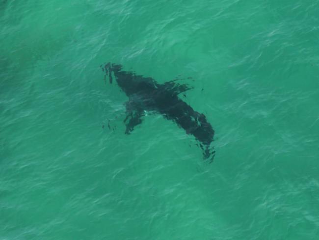 Residents in Northern NSW say seeing great whites has become an almost everyday occurrence.