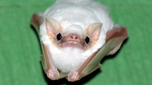 The vulnerable ghost bat. Picture: The Environment Centre NT