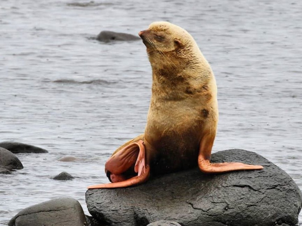 But there is hope yet after this albino seal has survived. Picture: Sergey Fomin