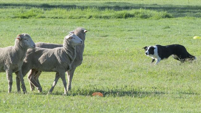 Old school: but will traditional farming survive? Picture: Nev Madsen.