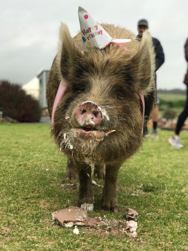 Kevi the pig from the Clare Valley. Picture: Supplied