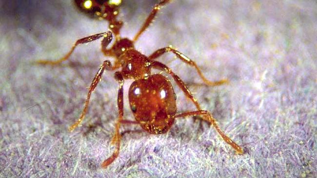 The ants are one of the world’s most invasive pests.