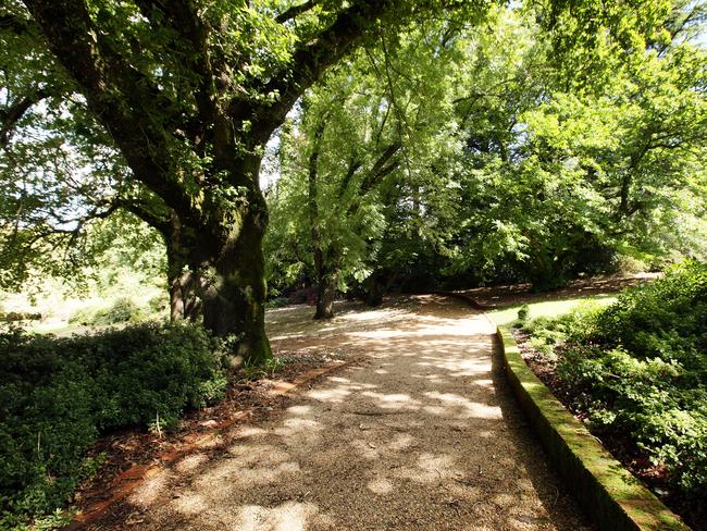 A walkway under mature trees at Nooroo.