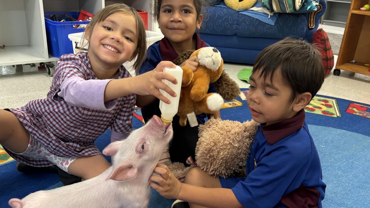 Penelope the Pig is fed a bottle by the primary school students.