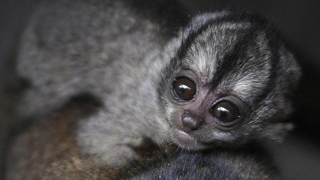 An Aotus lemurinus, known as an owl monkey, carries its one-month-old baby on its back after it was born in captivity at the zoo in Medellin, Colombia, Tuesday, May 19, 2009. (AP Photo/Luis Benavides)