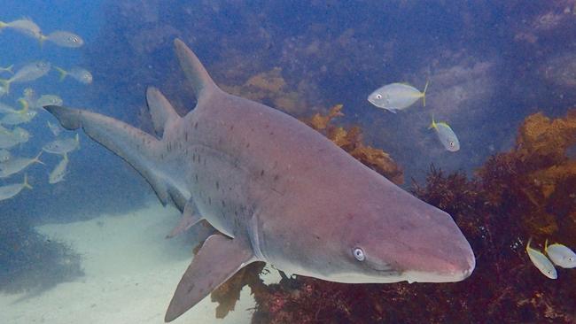 Grey nurse shark in Cabbage Tree Bay. Picture: Nick Dawkins