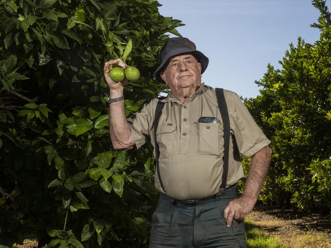 Mike Arnold, 82 who has been a fruit grower in Waikerie since 1954, March 18, 2020. Picture Simon Cross