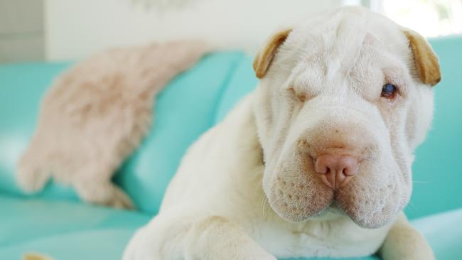 4 month old Shar Pei Luna who was rescued by Precious Paws from a backyard breeder who was trying to drown her litter and lost her eye during her recovery. Picture Lachie Millard