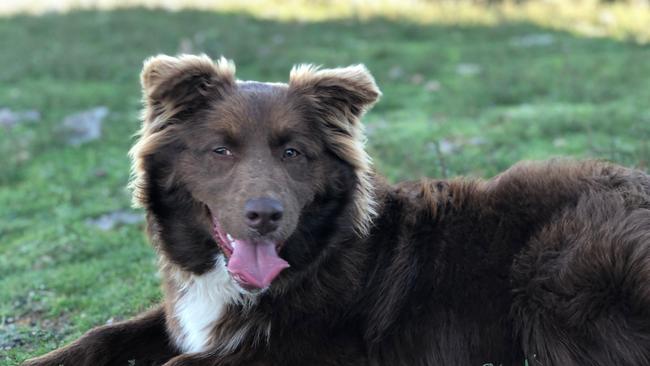 Allyce Whinray sent in this pic of her Australian Shepherd Ruby at Nug Nig in Victoria. Picture: Supplied