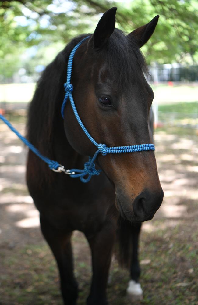 Darcy from Hudsons Circus is still in training for a one-of-a-kind act. Picture: Evan Morgan