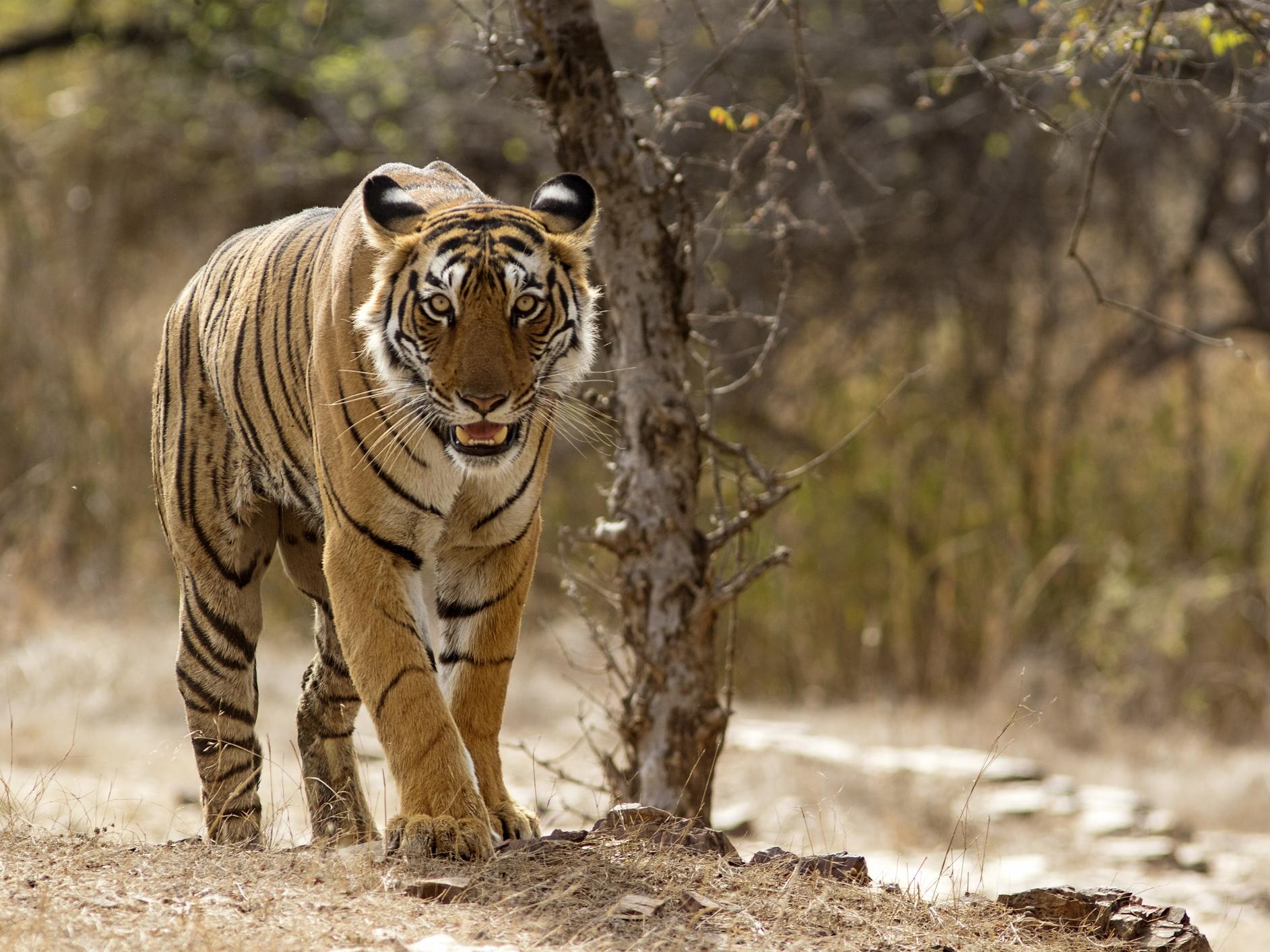 Bengal Tigers - Australian Rules Football