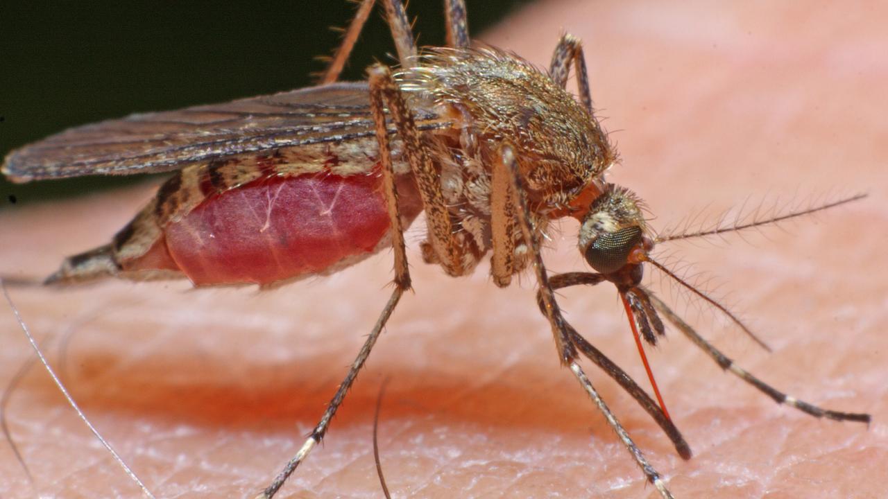 A mosquito feeding on human blood. Mosquitoes can carry dangerous diseases.