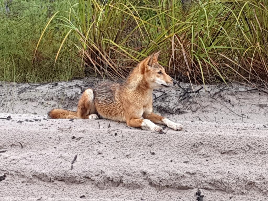 A dingo on Fraser Island.